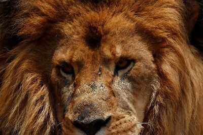 'Will You Name Pet After Hindu God or Muslim Prophet?': HC Orders Bengal Govt To Change Names Of Lions 'Akbar', 'Sita'