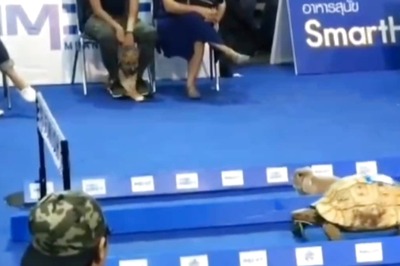 Watch: 'Slow And Steady' Tortoise 'Wins Race' Against Rabbit