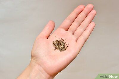 How to Use Celery Seed