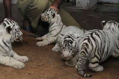 Seven tiger cubs spotted in Satpura tiger reserve