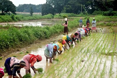 Opinion | Revolutionising Farming is the Way Forward to De-Risk Indian Farmers