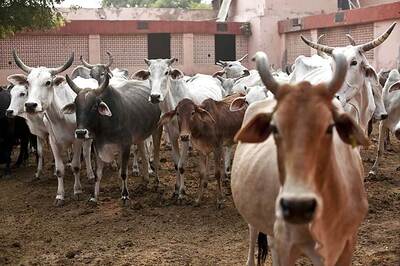 Govt to Launch E-Pashu Haat To Encourage Farmers For Dairy Business