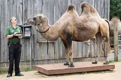 London Zoo Weighs Animals After Lockdown Blues