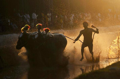 Allowing Kambala Leaves Black Mark on India: PETA
