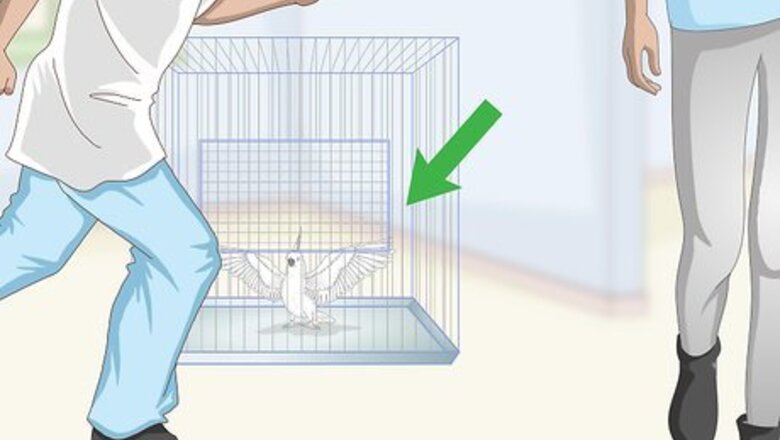 How to Care for a Moluccan or Umbrella Cockatoo