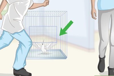How to Care for a Moluccan or Umbrella Cockatoo