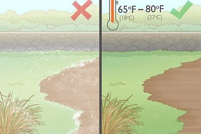 How to Grow Kidney Beans