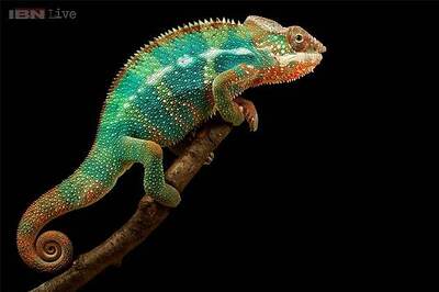 Watch: Chromosonic - a fabric that can change colours like a chameleon