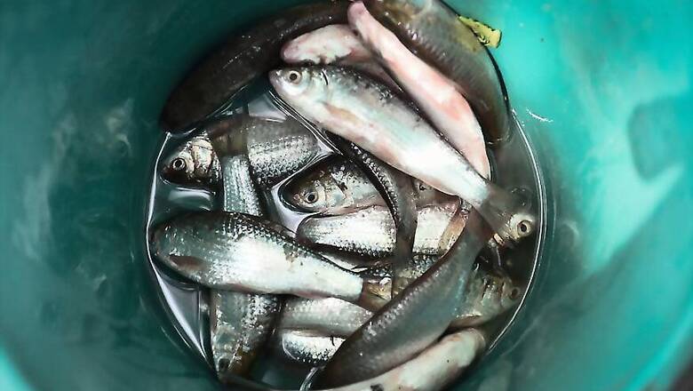 Goa FDA Officer Claims Govt Harassing Her For Exposing ‘Toxic’ Fish Racket