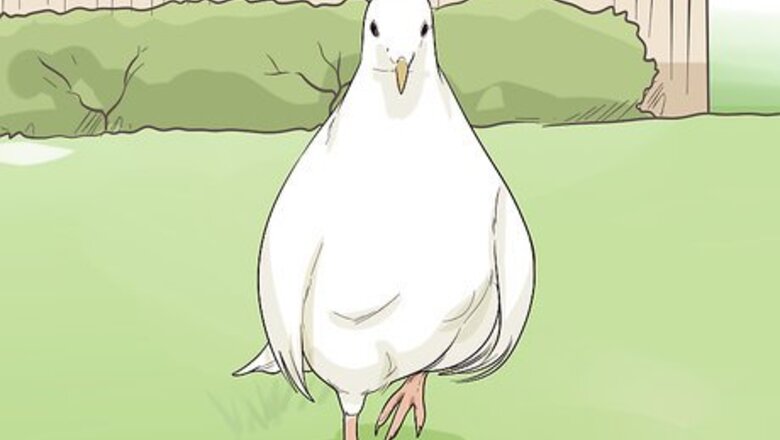 How to Keep Doves Entertained