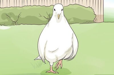 How to Keep Doves Entertained