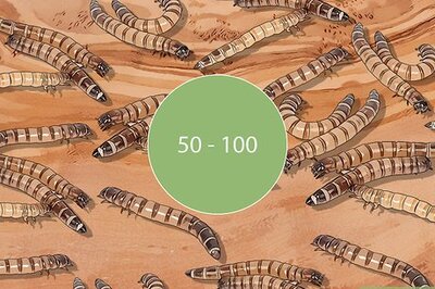 How to Breed Superworms