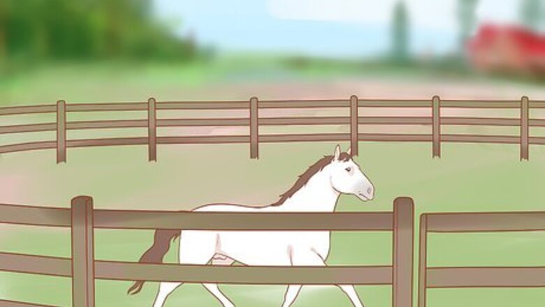 How to Halter an Unruly Horse