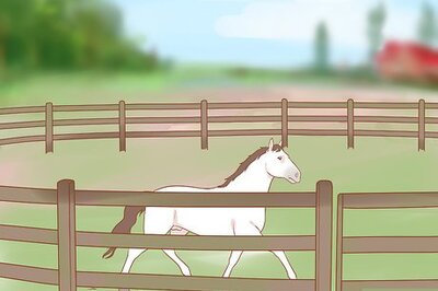 How to Halter an Unruly Horse