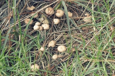 Magic Mushrooms Being Delivered to Doorstep of Drug Users in This Tamil Nadu City