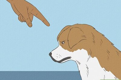 How to Discipline a Dog