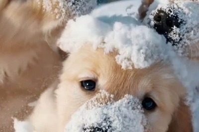 OpenAI's Sora Converts Text Into Lifelike Videos To Give AI-Made Puppy Videos