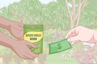 How to Grow Green Chili
