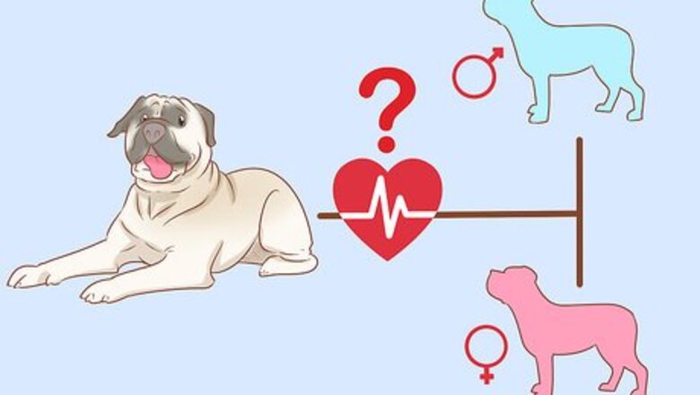 How to Care for an English Mastiff
