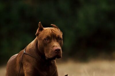 'Pay 10K Fee': Bengaluru Society's Absurd Rule For Pet Parents Leaves Residents Fuming