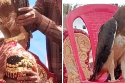 At This MP Wedding, Villagers Spot Eagle And Call It Bride’s Deceased Father