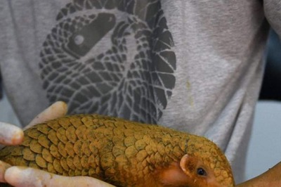 One Arrested with Pangolin in West Bengal's Jalpaiguri