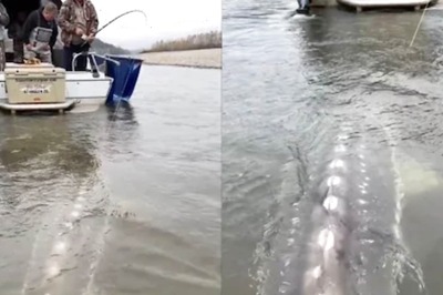 Rare Sighting of Giant Crocodile-Like Fish Leaves Onlookers Shocked | Watch Video