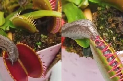 Video Shows Slug Stuck Inside Venus Flytrap, Here's What Happens Next