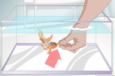 How to Play With a Goldfish