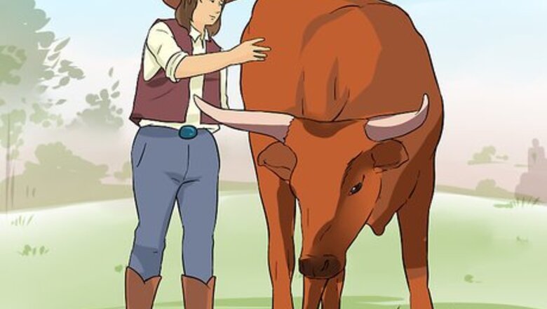 How to Ride a Steer