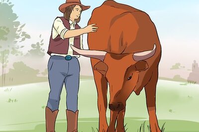 How to Ride a Steer