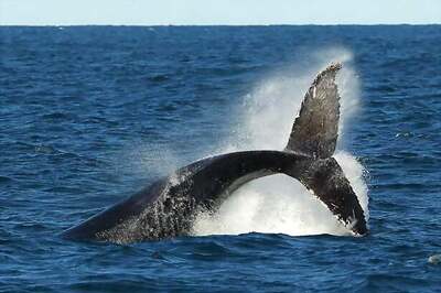 More than 20 dead whales found beached in Chile