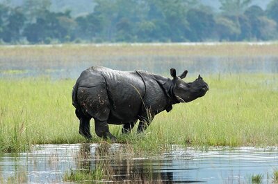 Rhinos Outside Kaziranga Under Threat As China Legalises Use of Rhino Horn for Research