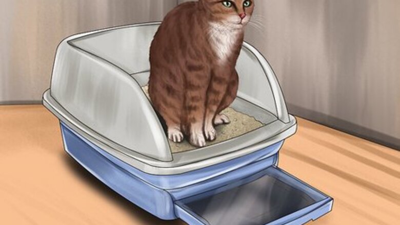 How to Identify Early Signs of Chronic Kidney Disease in Cats