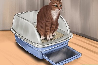 How to Identify Early Signs of Chronic Kidney Disease in Cats