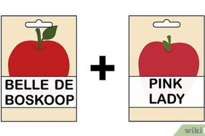 How to Grow an Apple Tree from a Seed