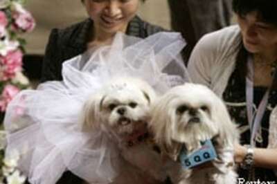 Canine couples exchange 'bow-vows'