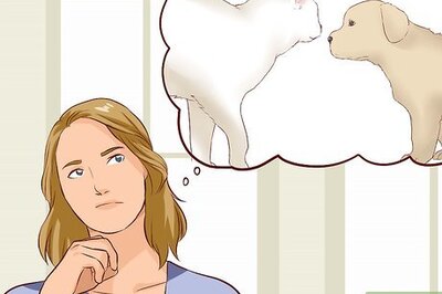 How to Introduce Dogs to Cats