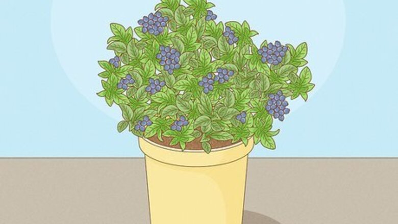 How to Fertilize Blueberries