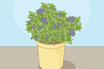 How to Fertilize Blueberries
