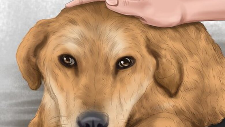 How to Create a Social Media Page for Your Dog
