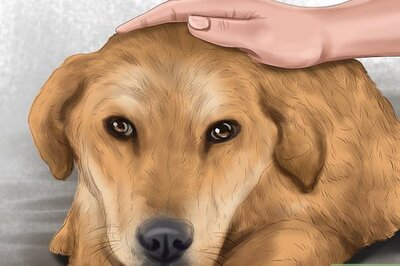 How to Create a Social Media Page for Your Dog