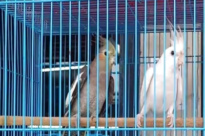 Why Visakhapatnam Is Seeing Surge In Pet Stores