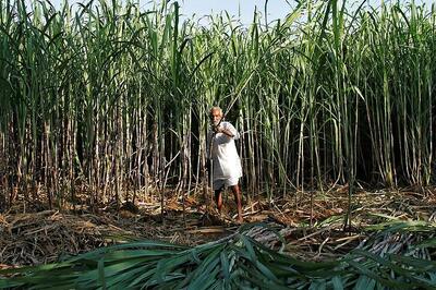 Sugar Production in October, November Inches Up to 39.73 Lakh Tonne