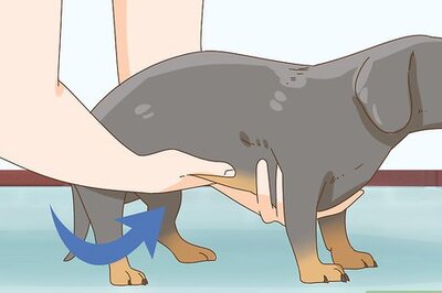 How to Hold a Dachshund Properly
