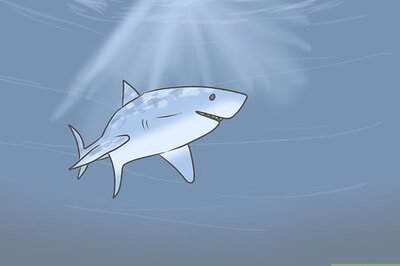 How to Overcome the Trauma of a Shark Attack
