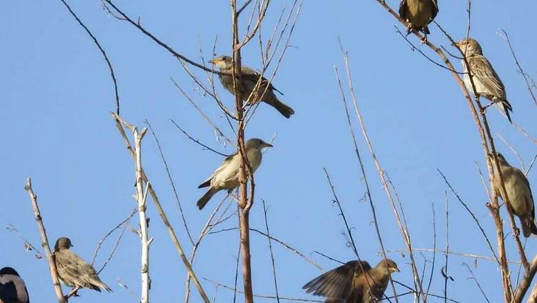Climate Change is Making Animals Smaller by Shrinking Body Size, Reveals Study
