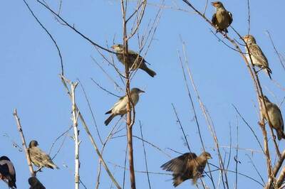 Climate Change is Making Animals Smaller by Shrinking Body Size, Reveals Study