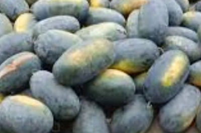 Assam Farmer Earns Rs 3 Lakh With Watermelon Cultivation On 16 Bighas