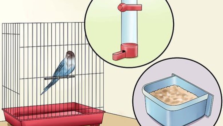 How to Gain Your Parakeet's Trust